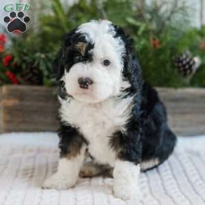 Dylan, Mini Bernedoodle Puppy